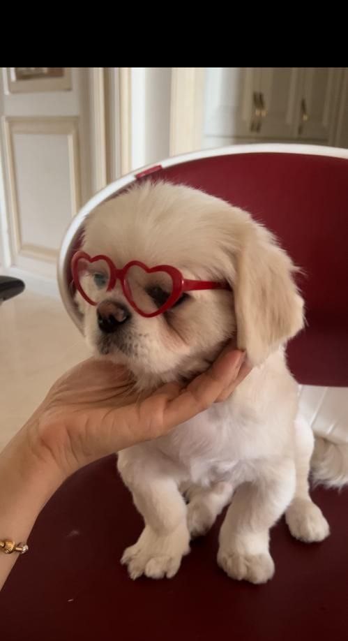 مولد نژاد پیکینز